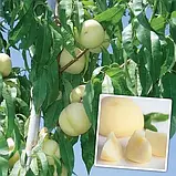 Саджанці персика АЙС ПІЧ середньо-пізнього терміну дозрівання (дворічний), фото 2