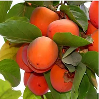 Хурма Янтарна Гігант 2 роки