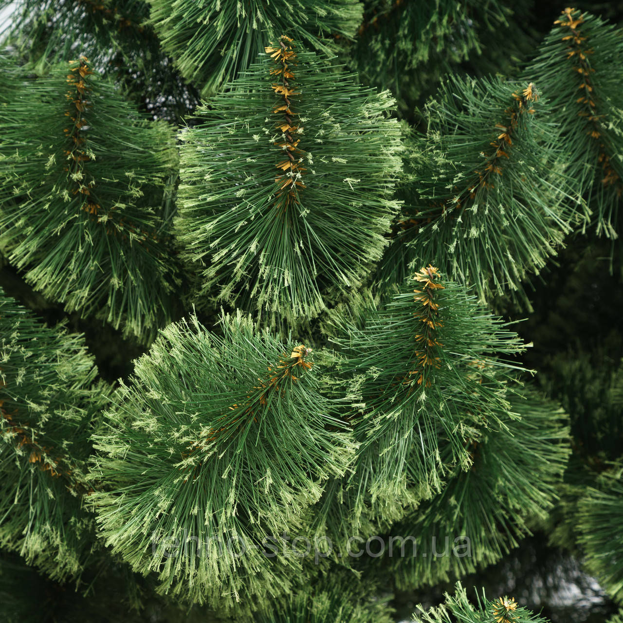 Сосна зелёная 180 метр искусственная пышная елка, классическая Праздничная новогодняя елка в дом - фото 6 - id-p1806936701