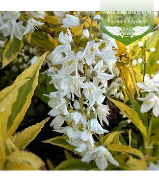 DEUTZIA GRACILIS 'VARIEGATA', ДЕЙЦІЯ ВИТОНЧЕНА 'ВАРІЄГАТА' в Р9