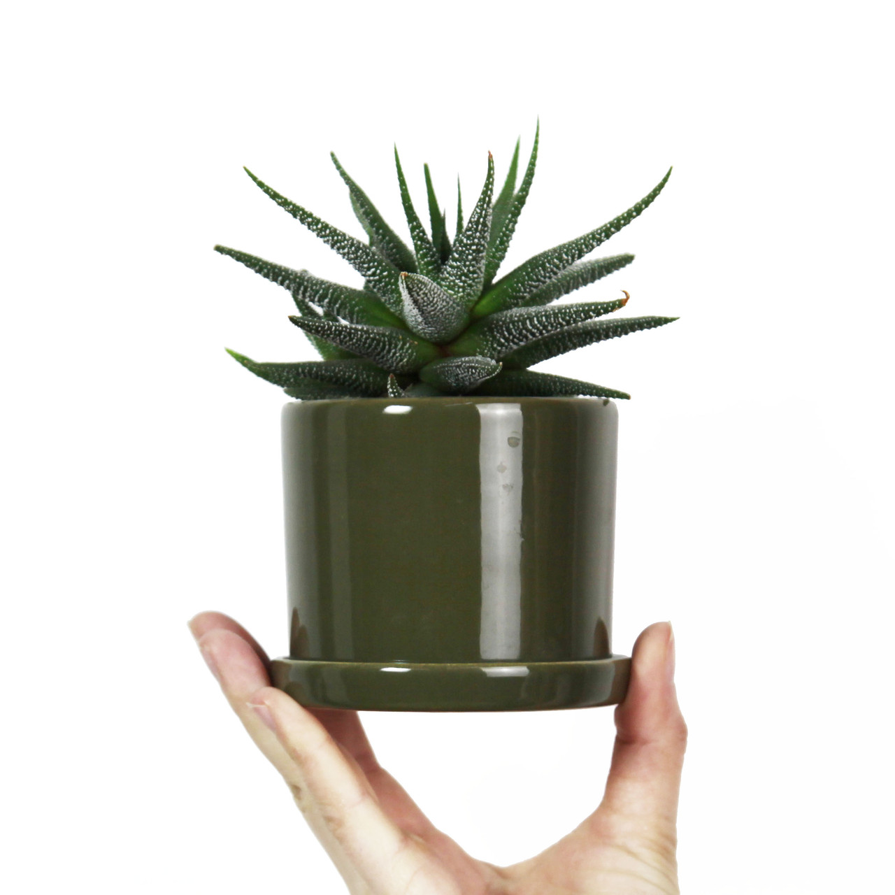 Горщик вазонок для квітів 0,25 л, h-8 см, d-8 см сукулентів "Цикорій міні" оливка, фото 1