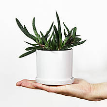 Горщик вазонок для квітів 0,25 л, h-8 см, d-8 см сукулентів "Цикорій міні" білий