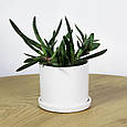 Горщик вазонок для квітів 0,25 л, h-8 см, d-8 см сукулентів "Цикорій міні" білий, фото 4