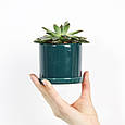 Горщик вазонок для квітів 0,25 л, h-8 см, d-8 см сукулентів "Цикорій міні" зелений, фото 2
