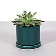 Горщик вазонок для квітів 0,25 л, h-8 см, d-8 см сукулентів "Цикорій міні" зелений, фото 4