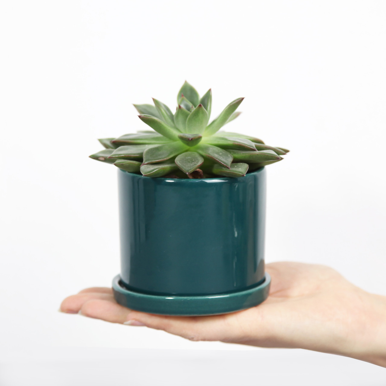 Горщик вазонок для квітів 0,25 л, h-8 см, d-8 см сукулентів "Цикорій міні" зелений, фото 1