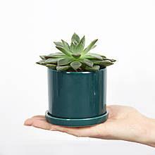 Горщик вазонок для квітів 0,25 л, h-8 см, d-8 см сукулентів "Цикорій міні" зелений