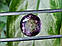 Натуральний аметрин . 14.26 Ct 15,5x14,5x10,5 мм., фото 6
