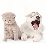 Іграшка годівниця для собак інтерактивний диспенсер Eating Sport неваляшка для ласощів та гри з їжею, фото 7