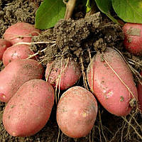 Семенной картофель Рудольф 1 кг (первая репродукция) Проф.насіння