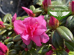 Azalea japonica 'Melina', Азалія японська 'Меліна',C2 - горщик 2л