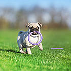 Фітнес-іграшка (12,5см, до 5 кг) для маленьких собак PULLER Micro / Тренувальні снаряди для карликових порід, фото 4