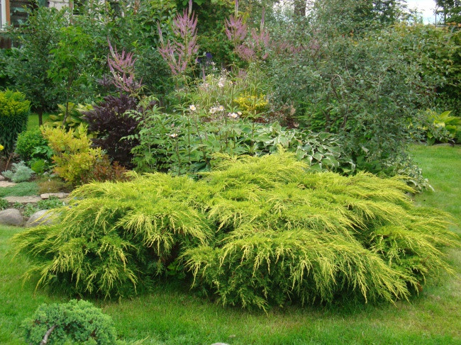 Ялівець середній 'Pfitzeriana Aurea', контейнер С3 a-0,30-0,40, фото 1