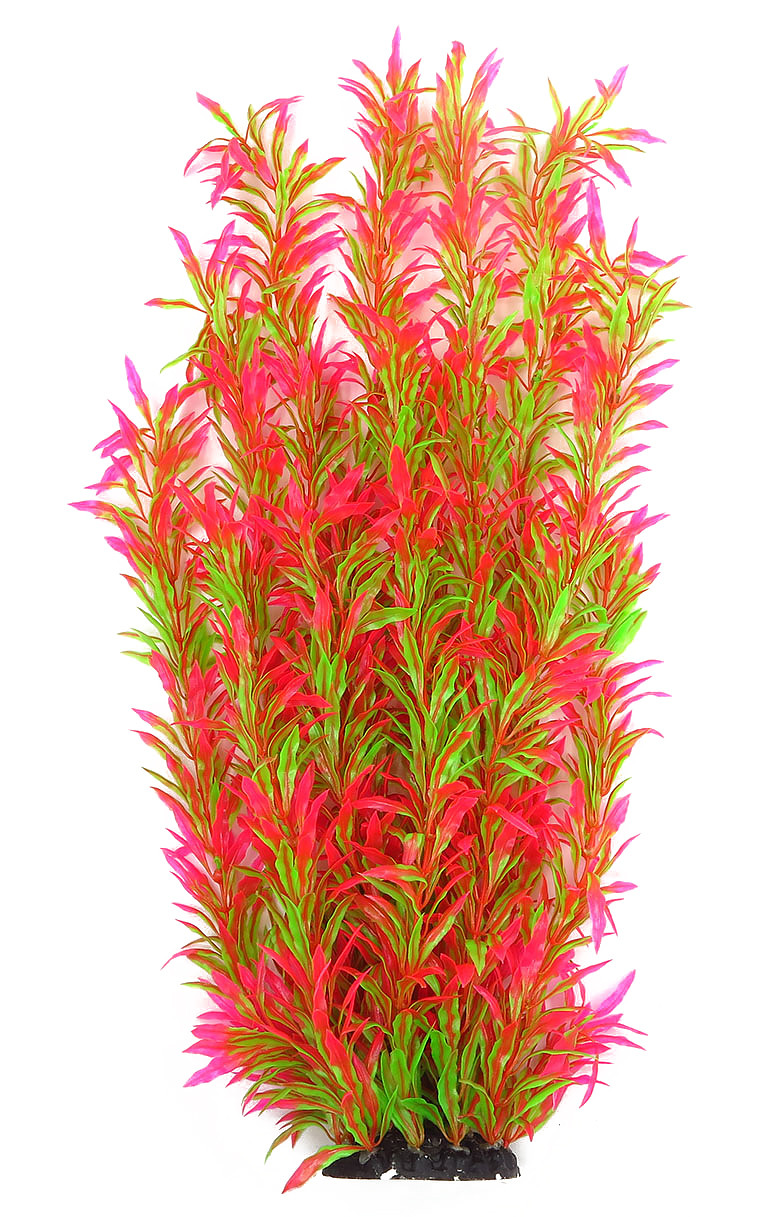 Рослина для декору акваріума 8x6x60cm червоно-зелена Hygrophila