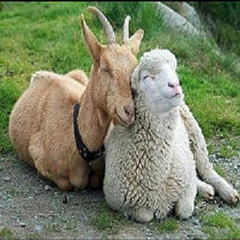 Догляд за козами та вівцями