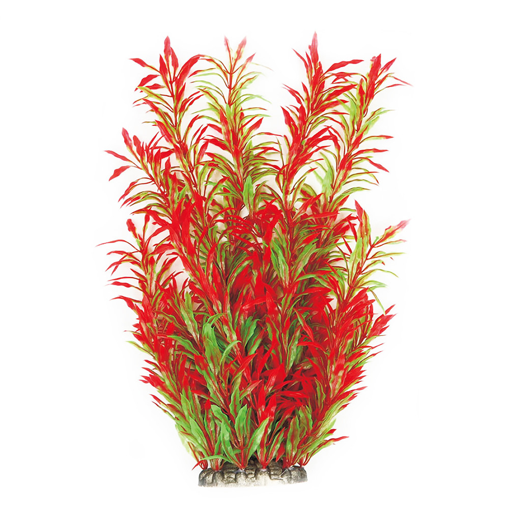 Рослина для декору акваріума 8x6x40cm червоно-зелена Hygrophila