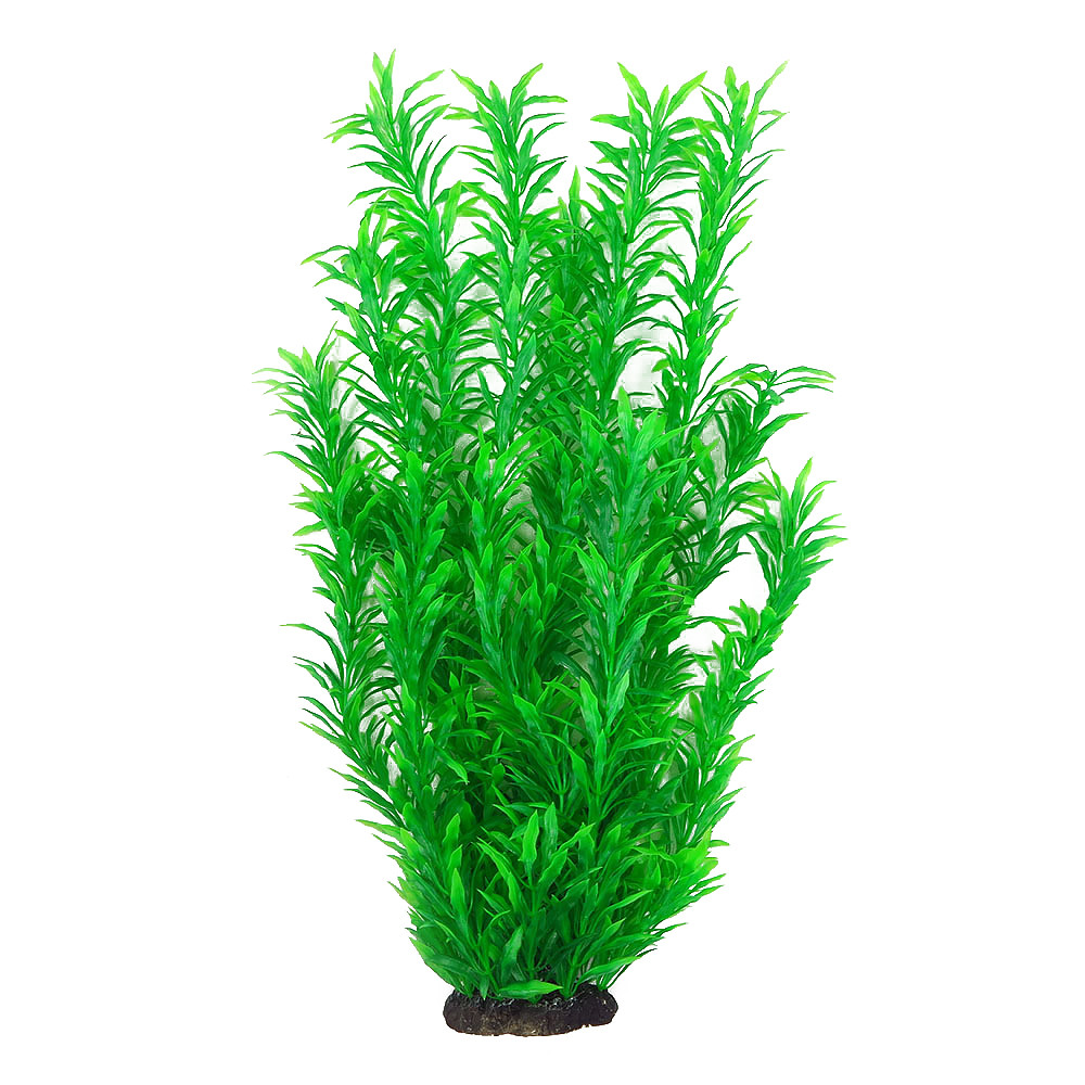 Рослина для декору акваріума 8x6x40cm зелена Hygrophila