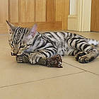 Іграшка для кішок з пресованої котячої м'яти з пір'ям, GiGwi Catnip / Розвиваюча гра з пером для кошенят, фото 3