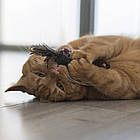 Іграшка для кішок з пресованої котячої м'яти з пір'ям, GiGwi Catnip / Розвиваюча гра з пером для кошенят, фото 6