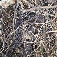 1 кг Левзея софловидная корень сушеный (Свежий урожай) лат. Rhapónticum carthamoídes