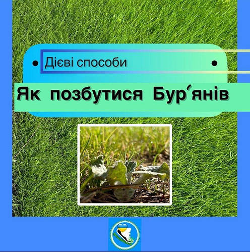Як позбутися бурьянів в газоні? Дієві способи.