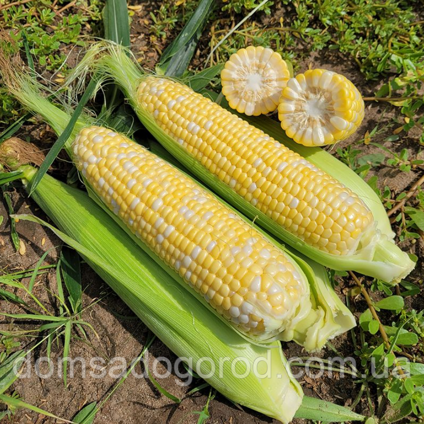 Кукурудза Spark seeds Акведук F1 10 грам
