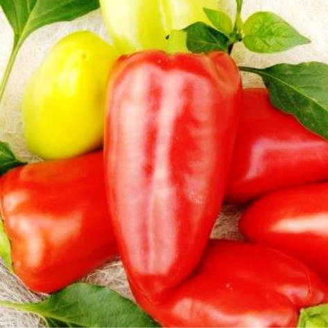 Насіння перцю Алєксій, фото 1