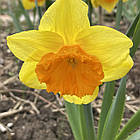 Нарцис сортовий корончастий Love day (Лав дей), цибулина, фото 5