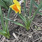 Нарцис сортовий корончастий Love day (Лав дей), цибулина, фото 6