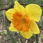 Нарцис сортовий корончастий Love day (Лав дей), цибулина, фото 2