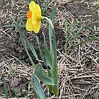 Нарцис сортовий корончастий Love day (Лав дей), цибулина, фото 4