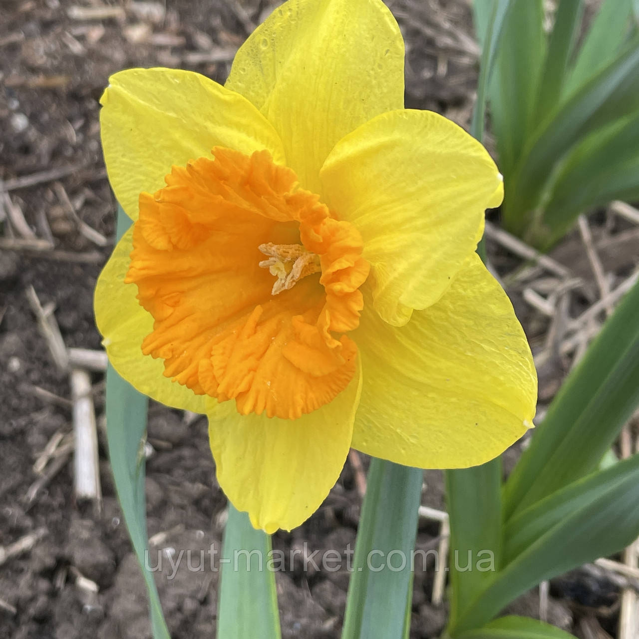 Нарцис сортовий корончастий Love day (Лав дей), цибулина, фото 1