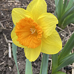 Нарцис сортовий корончастий Love day (Лав дей), цибулина