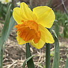 Нарцис сортовий корончастий Love day (Лав дей), цибулина, фото 3