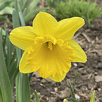 Нарцисс трубчатый крупный желтый Dutch Master (Дач Мастер), луковица с цветком