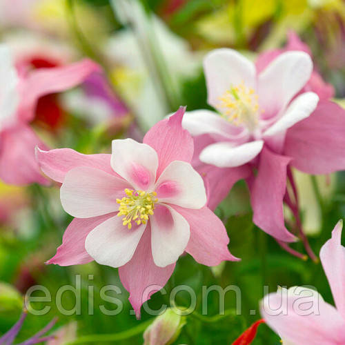 Интимдік гигиена үшін бактерияға қарсы өнімдер