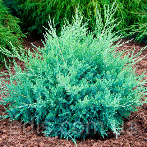 Ялівець козацький Glauca (Глаука) у контейнері 2 л, фото 1