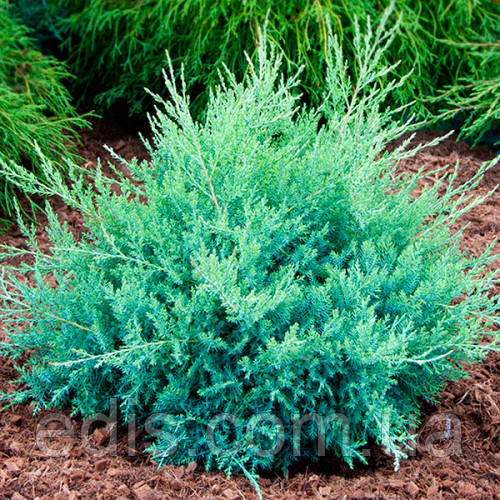 Ялівець козацький Glauca (Глаука) у контейнері 2 л