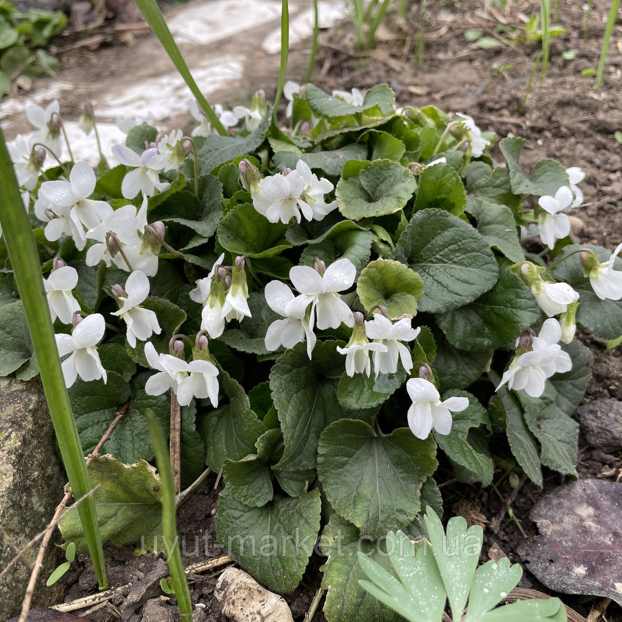 Фіалка садова біла, саджанці, фото 1