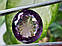 Натуральний аметист 50.75 Ct 25x22mm, фото 7