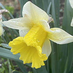 Нарцис трубчастий Kiss Me (Поцілуй мене), цибулина