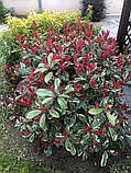 Фотінія Фразера "Pink Marble".
Photinia "Pink marble"., фото 8