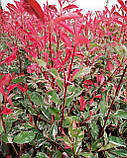 Фотінія Фразера "Pink Marble".
Photinia "Pink marble"., фото 5