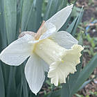 Нарцис білий трубчастий Mount Hood (Маунт Худ) Белая Гора, цибулина, фото 3