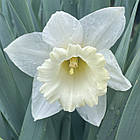 Нарцис білий трубчастий Mount Hood (Маунт Худ) Белая Гора, цибулина, фото 4