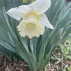 Нарцис білий трубчастий Mount Hood (Маунт Худ) Белая Гора, цибулина, фото 7