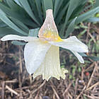 Нарцис білий трубчастий Mount Hood (Маунт Худ) Белая Гора, цибулина, фото 5