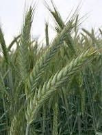 Насіння Ріж (Жито) сидерат 5 кг посівне вагове насіння органічне добриво для ґрунту жито озимове