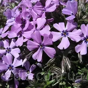 Флокс шилоподібний Fabulous Blue Dark Center (Фабулос Блю) бузковий з темно-синім вічком, фото 1