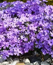 Флокс шилоподібний Fabulous Blue Dark Center (Фабулос Блю) бузковий з темно-синім вічком, фото 3